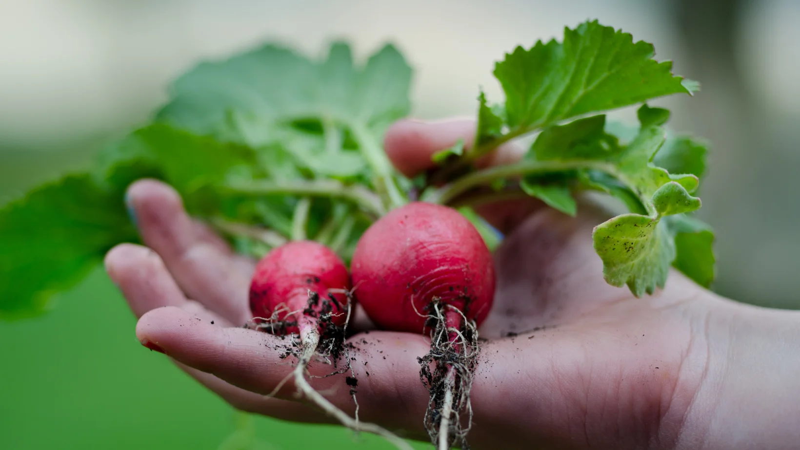 Hand holding fresh beets